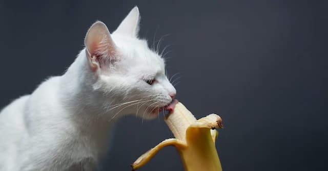 Can Cat Eat Banana?