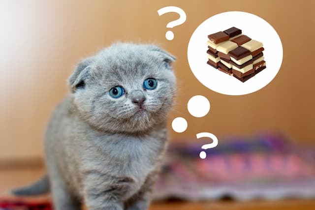 Can Cat Eat Chocolate?