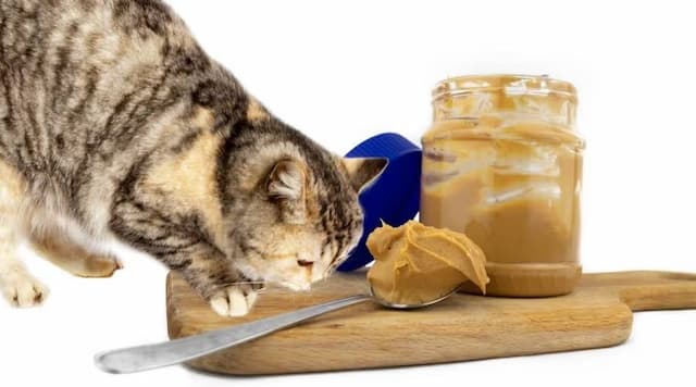 Can Cat Eat Peanut Butter?