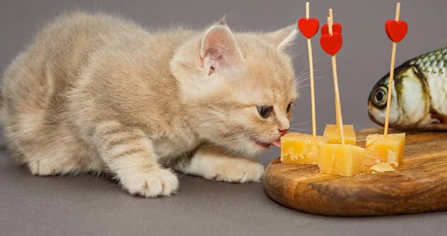 Can Cats Eat Cheese?