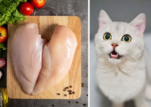 Can Cats Eat Chicken Raw?