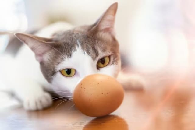 Can Cats Eat Egg?