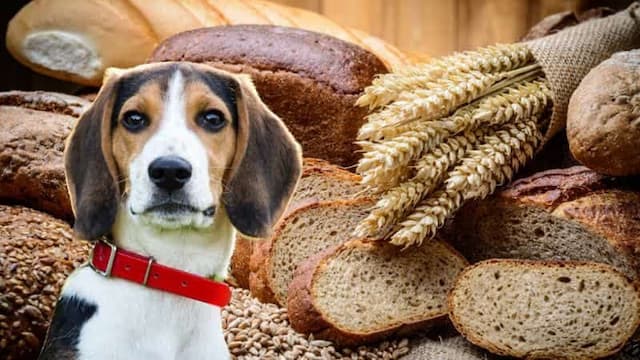 Can Dog Eat Bread?