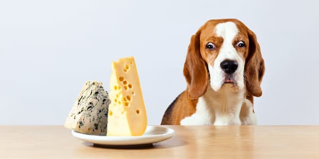 Can Dog Eat Cheese?