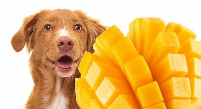 Can Dog Eat Mango?