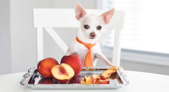 Can Dog Eat Peach?