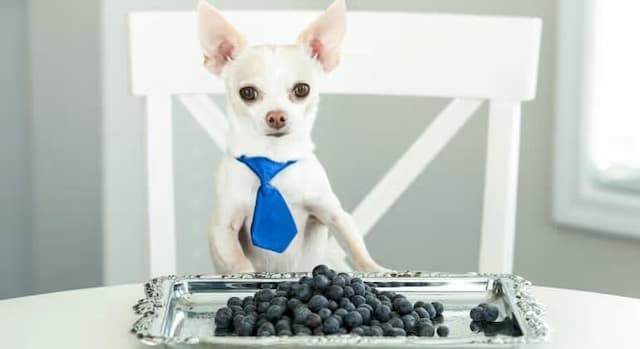 Can Dogs Eat Blueberries?