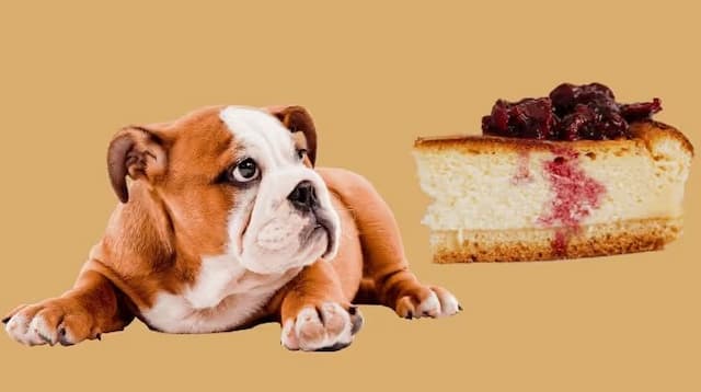 Can Dogs Eat Cheesecake?