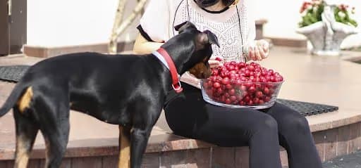 Can Dogs Eat Cherries