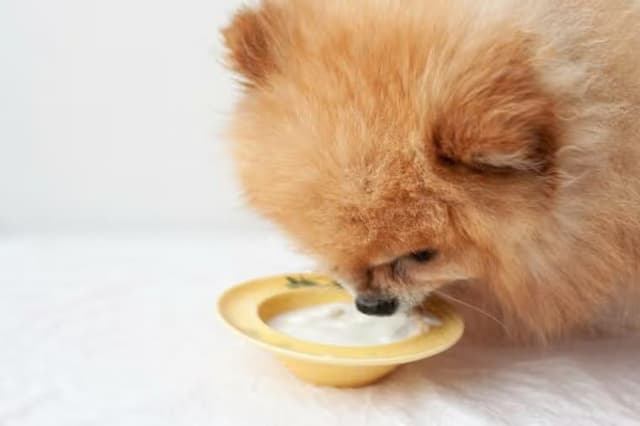 Can Dogs Eat Yogurt?