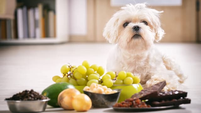 Foods That Are Toxic To Dogs