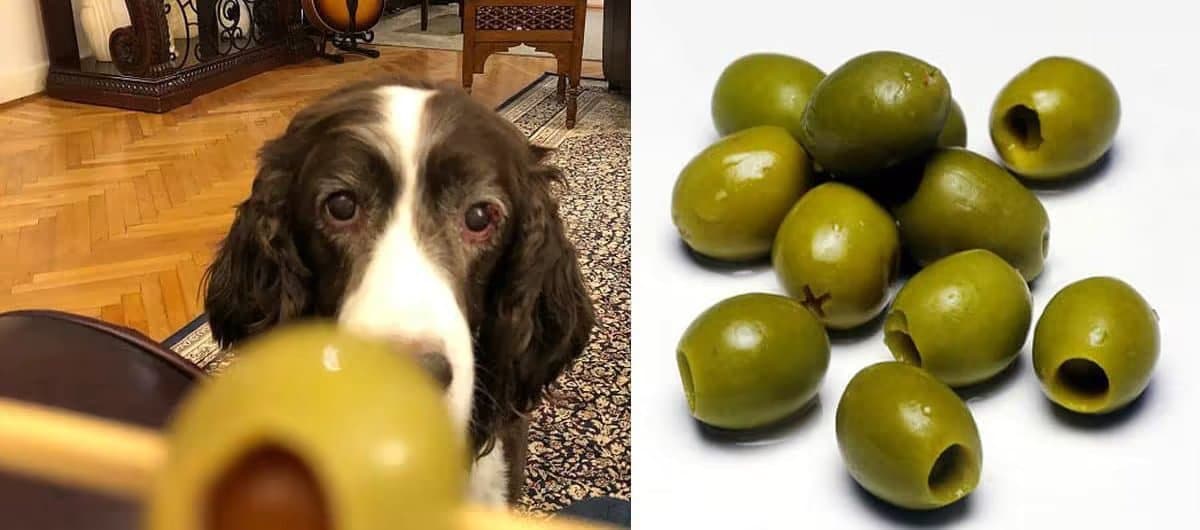 Can Dogs Eat Olive